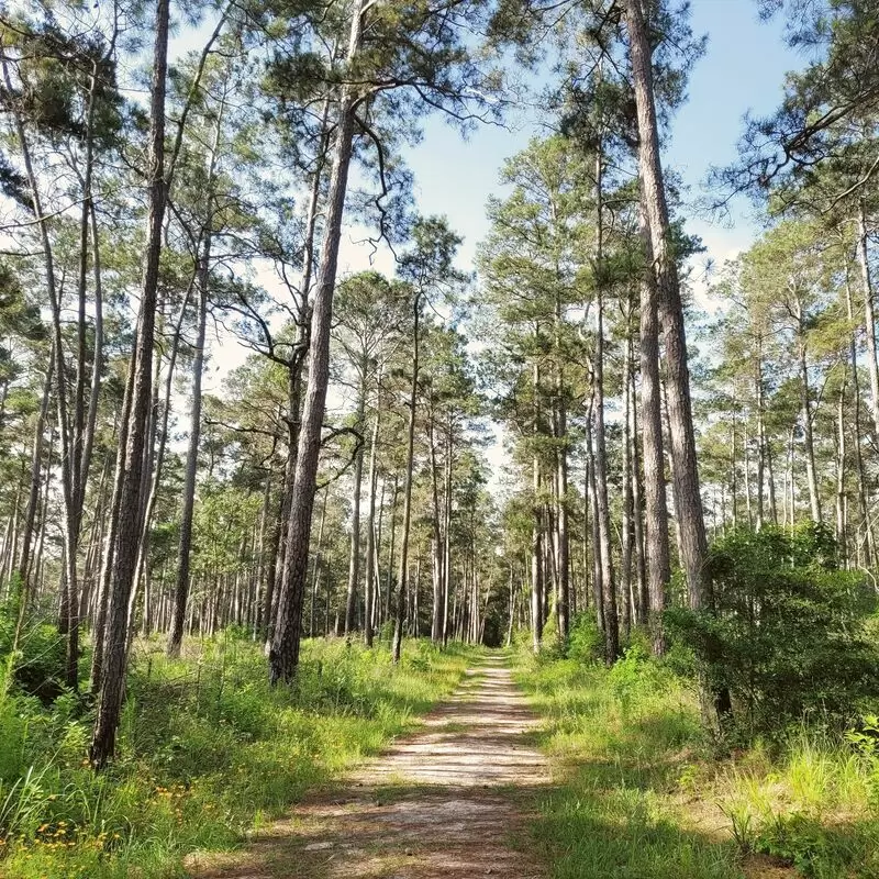 W G Jones State Forest