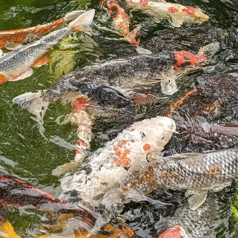 The Koi Garden